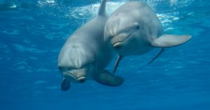 Hace dos millones de años, los delfines eran más inteligentes que los humanos