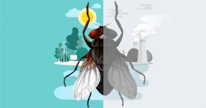 Insectos y su evolución para resistir el cambio climático