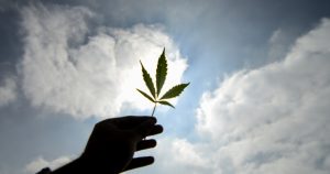 Los mitos y riesgos ocultos tras el uso medicinal de la marihuana