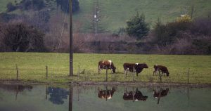 El optimismo de Campos Australes por la supervivencia de las cooperativas