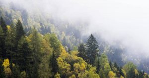 Forestales podrán rentabilizar sus bosques sin talar un solo árbol