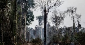 Países vecinos de Brasil también queman y envenenan la Amazonía
