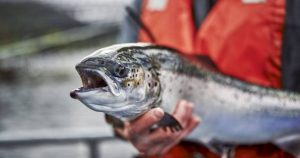 El calentamiento global afecta los criaderos de salmón
