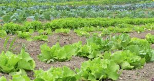 Agroecología: la técnica que busca revivir los suelos chilenos