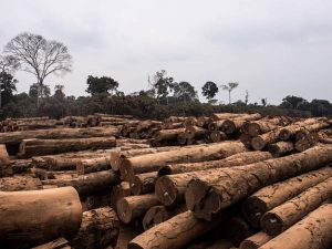 Brasil admite tener un problema de deforestación y promete solucionarlo