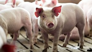 China tramita una exención arancelaria para la soya y el cerdo de EE.UU.