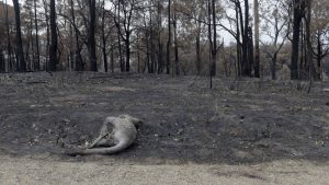 ¿Por qué arde Australia (más allá del calentamiento global)?