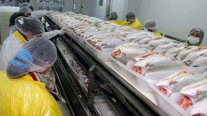 Sernapesca se une a autoridades chinas para inspeccionar plantas de salmón en Chile
