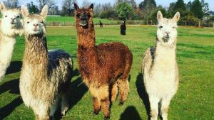 El aporte de la investigación en alpacas en la lucha contra el Covid-19