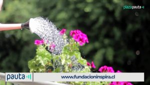 Fundación Inspira: los beneficios de un jardín sanador