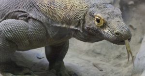 Dragón de Komodo: una solución a la resistencia a los antibióticos