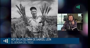 Un vital avance en la alimentación del futuro: descifran genoma del trigo