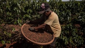 Brasil tiene un problema: mucho café... y no hay lugar para almacenarlo