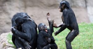 Grupos de primates liderados por hembras son más igualitarios y pacíficos