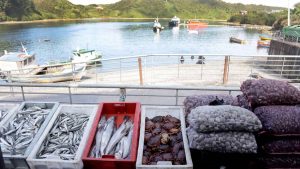 China detiene importación de mariscos chilenos por rastros de Covid