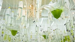 El Radar de Plaza Pauta: un laboratorio de algas en la Bienal de Venecia