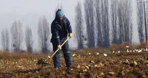 Millonarios daños dejó la lluvia y granizo en el sector agrícola