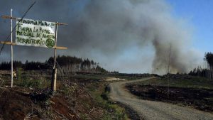 Contratistas forestales plantean relación directa entre la violencia y el robo de madera
