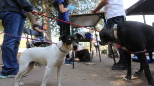 Plebiscito de Salida: ¿Puedo ir a votar con mi mascota?