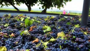 El cambio climático está afectando el color y grado alcohólico de los vinos chilenos