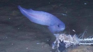 Científicos descubren nueva especie de pez en Chile