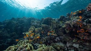 Cambios de nivel en el mar podrían traer serias consecuencias a la Gran Barrera de Coral