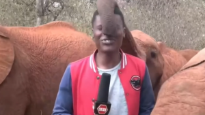 Elefante interrumpe a reportero en pleno video en vivo