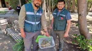 Aparece serpiente en departamento en Macul