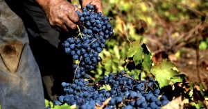 Argentina toma la delantera en producción de vino