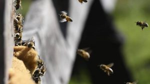 Indap advierte sobre situación de las abejas: las flores se quemaron y los productores no tienen con qué alimentarlas