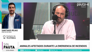 Animales afectados por incendio