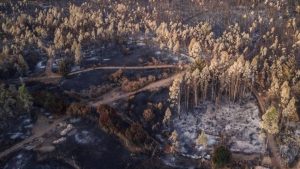 Balance de los incendios forestales: Reportan 228 focos activos, 50 en combate y 435 mil hectáreas destruidas