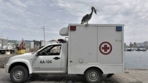 Gripe Aviar llegó a Chile: ¿Es una amenaza para los humanos?