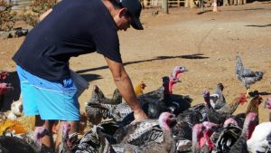 Gripe aviar: Chile confirma caso en lobo marino