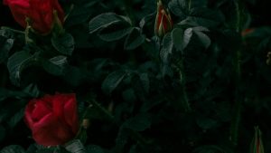 Pedro de Valdivia y Ambrosio O’Higgins, sus historias de amor