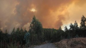 Balance de los incendios forestales: reportan 301 focos activos, 40 en combate y más de 450 mil hectáreas destruidas