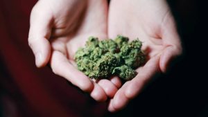 Informe de la ONU y legalización de marihuana: mayor consumo entre jóvenes y más problemas de salud