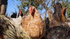 Minsal y expertos llaman a la calma tras primer caso de gripe aviar en humanos: 