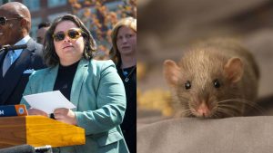 Cuidado ratas: Nueva York nombra su primera directora de mitigación de roedores