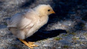 Impacto de la gripe aviar: ministro de Agricultura reitera que es seguro consumir aves y huevos