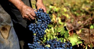 Efectos de guerra comercial sobre exportaciones de fruta chilena