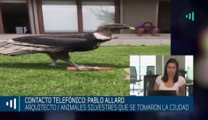 Pablo Allard: Animales silvestres en la ciudad