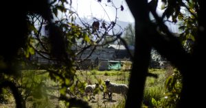 Las mujeres del bosque