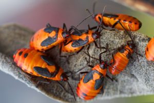Estudio busca incluir insectos en la dieta de los chilenos