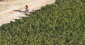 El boom del enoturismo