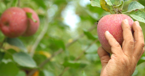 El floreciente mercado de los alimentos orgánicos