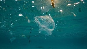 Impactos del microplástico en el ecosistema