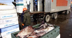 Industriales pesqueros acusan destrucción de empleo por la ley corta