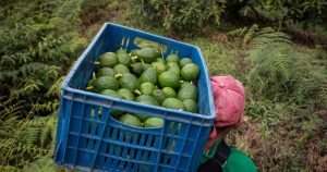 Palta mexicana registra alza histórica por amenazas de Trump