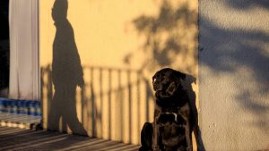 Cuatro millones de perros y gatos sin dueño en Chile: iniciativas para combatir el abandono de animales